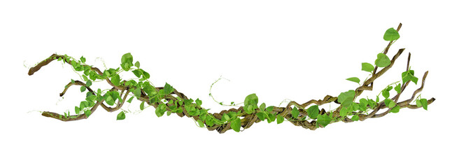 circular vine at the roots. Bush grape or three-leaved wild vine cayratia (Cayratia trifolia) liana ivy plant bush, nature frame jungle border, isolated on white background with clipping path included