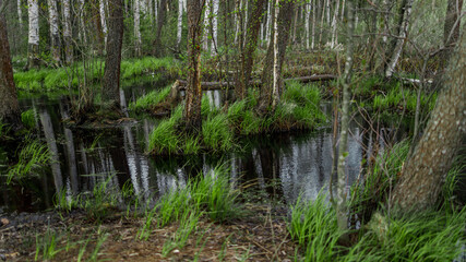 Beautiful atmospheric swamp in a forest