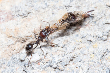 Messor barbarus ants dragging the body os a Forficula auricularia