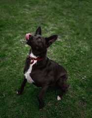 A dog playing in the park in the morning