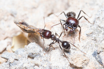 Messor barbarus ants dragging the body os a Forficula auricularia