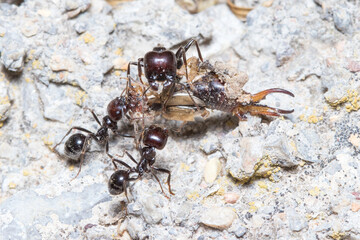 Messor barbarus ants dragging the body os a Forficula auricularia