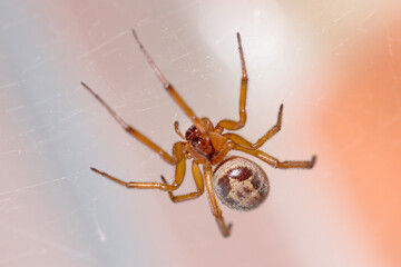 Hairy Steatoda nobilis spider waiting for preys in his web