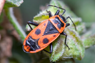Pyrrhocoris apterus posed on a green leaf on a sunny day