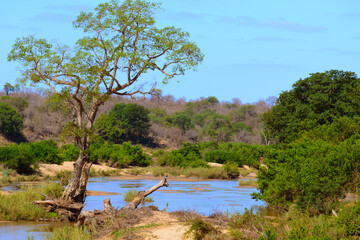 Landschaft des  Krüger-Nationalpark in Südafrika.Der Krüger Park liegt im flachen Lowveld, der zentrale Teil auf einer durchschnittlichen Höhe von 250 m über dem Meeresspiegel. - obrazy, fototapety, plakaty