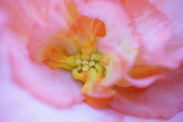 Soft White and Light Pink Hemmed Flower Center of Begonia
