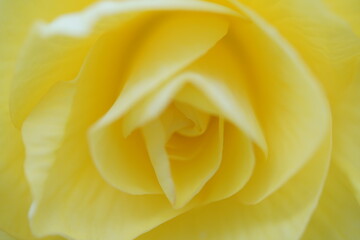 Soft Light Yellow Flower Center of Begonia
