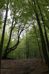 Curved-branch tree, Bieszczady, Poland