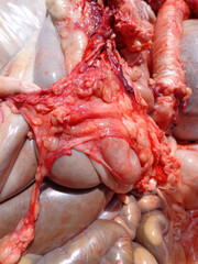 Background of cow intestines, animal intestines