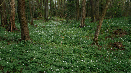Beautiful flowers on the ground in the forest