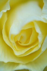Soft Light Yellow Flower Center of Begonia
