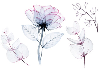 watercolor drawing, set of transparent rose flowers and eucalyptus leaves bedding colors pink, blue, gray. isolated on white. transparent flowers, x-ray. design for weddings, cards, invitations