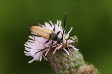 A male Red-brown Longhorn Beetle, Stictoleptura rubra, nectaring on a thistle flower. 