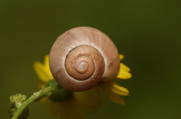 A small snail resting on a flower in a meadow in the UK.