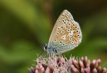 Fototapeta na wymiar A pretty Common Blue Butterfly, Polyommatus icarus, nectaring on a pink flower.