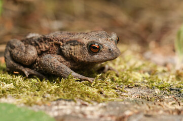 A Common Toad, Bufo bufo, hunting for food in woodland.
