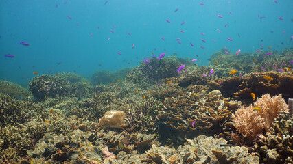 Tropical coral reef seascape with fishes, hard and soft corals. Underwater video. Camiguin, Philippines.