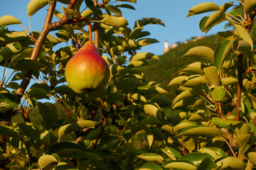 Ripe pear (Pyrus) hangs from a branch of a green tree surrounded by many fresh leaves, Teck Castle can be seen on a hill. Germany, Swabian Alb.

