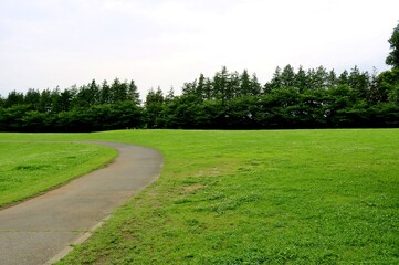 Fototapeta na wymiar 道　野原　森　風景　