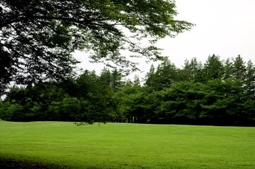 新緑　森　野原　さわやか　風景