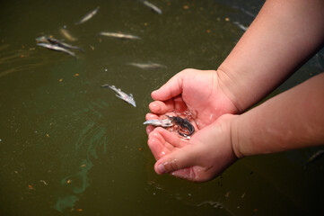 Sturgeon fry.Fish farm for breeding sturgeon.
