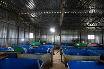 Fish farm for breeding sturgeon.Pool for breeding sturgeon fish.