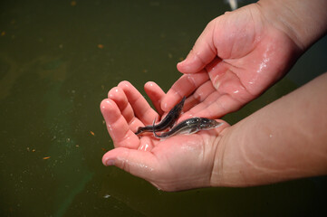 Obraz premium Sturgeon fry.Fish farm for breeding sturgeon.