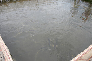 Group of sturgeon fish in the farm.Fish farm for breeding sturgeon.