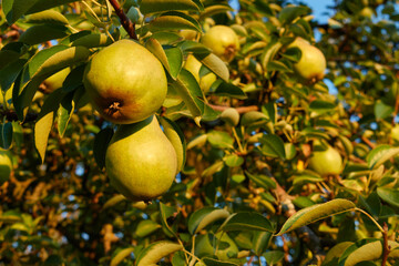 Some yellow pears (pyrus) hang on the branches of a green tree. Full frame. Germany, Swabian Alb.