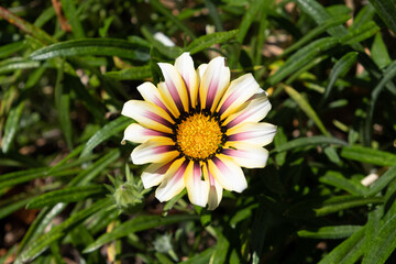 Fototapeta premium Purple gradient flowers in Milpitas, California