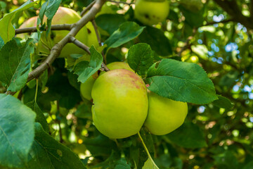 reife Äpfel an einem Ast