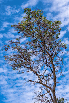 Madrona tree-blue sky