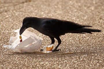 ゴミを荒らすカラス