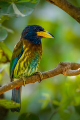 Naklejka premium The great barbet is an Asian barbet native to the Indian sub-continent and Southeast Asia, where it inhabits foremost forests up to 3,000 m altitude.
