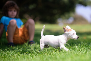 Fototapeta premium Funny kid playing with her puppy dog in the park.