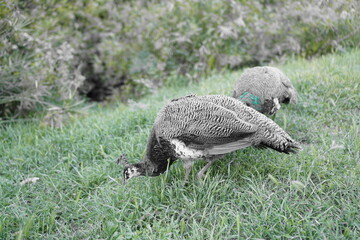 Obraz premium Birds walking around the park in Portugal