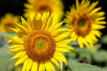 Obraz premium ヒマワリの花 Sunflower