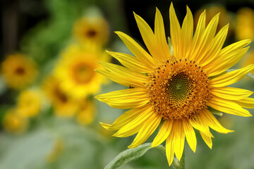 ヒマワリの花　Sunflower