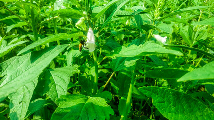 Bees are collecting honey from sesame flowers