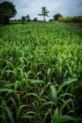 green corn field
