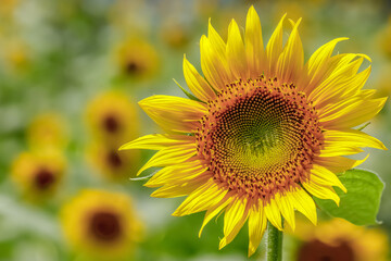 ヒマワリの花　Sunflower