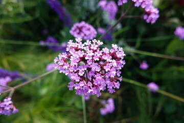 Macro on a violet flower in hiking trail in Sweden