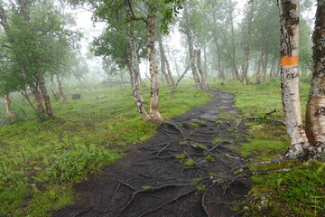 Path in forest with mist in hiking trail in Sweden