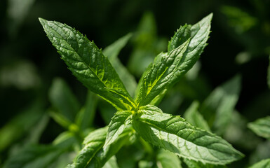 Mint plant lit by the sun on a natural background.