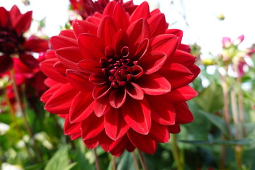 Close up on red chrysanthemum