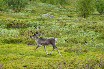 Naklejka na ściany i meble Close up on reindeer in the north of Sweden in summer