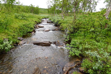River with clean drinkable water in Sweden hiking trail