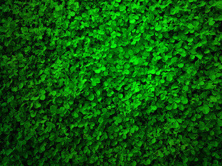 Natural green leaves background