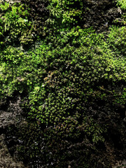 Fototapeta premium Beautiful green moss background