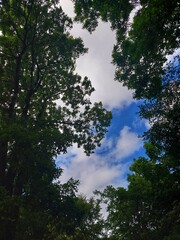 Tree tops on a cloudy sky background